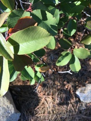 Frangula californica