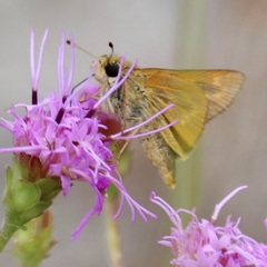 Hesperia meskei