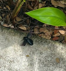 Xylocopa latipes