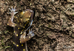 Hemidactylus prashadi