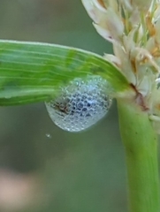 Lepyronia quadrangularis