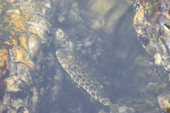 Sphoeroides greeleyi