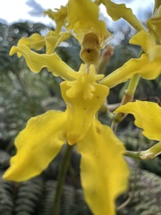 Cyrtochilum