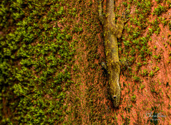 Hemidactylus prashadi