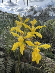 Cyrtochilum