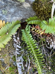 Polystichum munitum