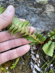 Polystichum munitum