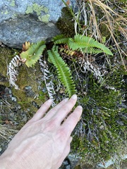 Polystichum munitum