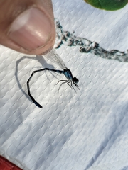 Argia sedula