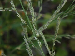 Eriochloa procera