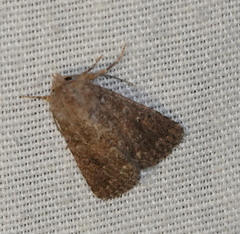 Protorthodes alfkenii