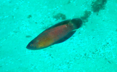 Austrolabrus maculatus