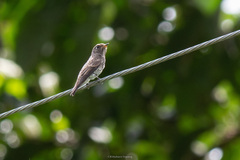 Muscicapa sibirica
