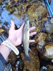 Salvelinus confluentus