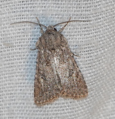 Protorthodes alfkenii