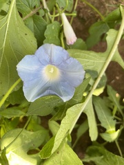 Ipomoea hederacea
