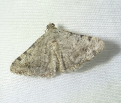 Digrammia colorata