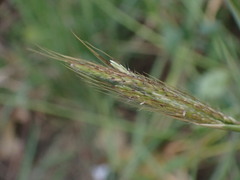 Dichanthium