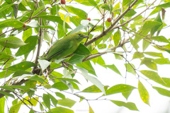 Chloropsis cyanopogon