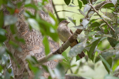 Iole viridescens cinnamomeoventris