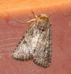 Protorthodes alfkenii