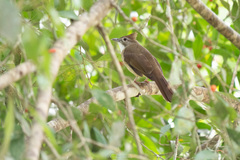 Alophoixus ochraceus