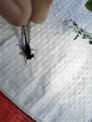 Argia sedula