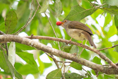 Rubigula erythropthalmos