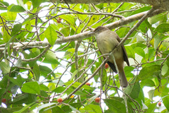Iole viridescens cinnamomeoventris
