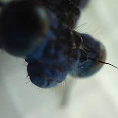 Argia sedula