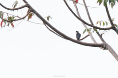 Microhierax fringillarius