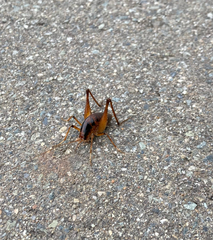 Diestrammena elegantissima