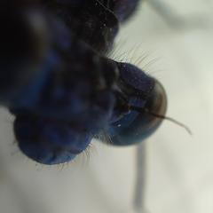 Argia sedula