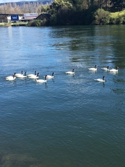 Cygnus melancoryphus