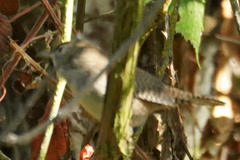 Thryomanes bewickii