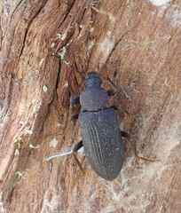 Tenebrionidae