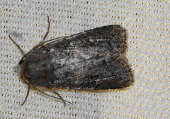 Protorthodes alfkenii