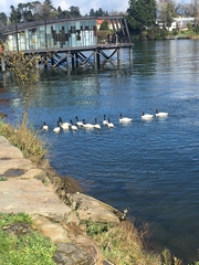 Cygnus melancoryphus