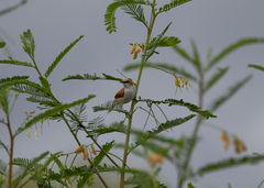 Certhiaxis mustelinus