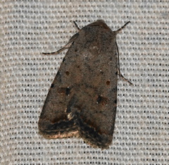 Caradrina montana