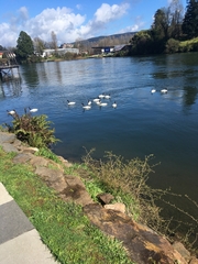 Cygnus melancoryphus