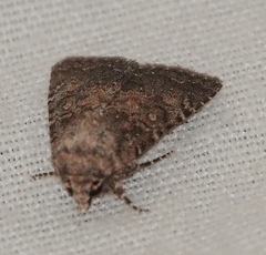 Protorthodes alfkenii