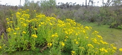 Senecio selloi