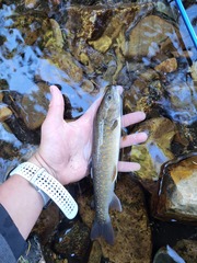 Salvelinus confluentus