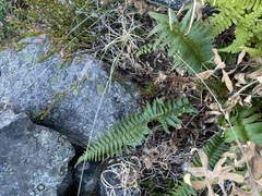 Polystichum munitum