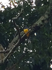 Trogon caligatus