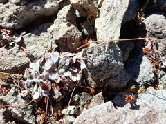Eriogonum lobbii