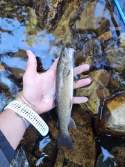 Salvelinus confluentus
