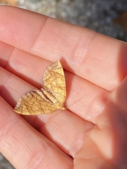 Eulithis diversilineata