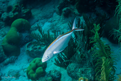 Caranx ruber